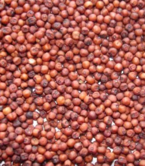 Finger Millet (Ragi)