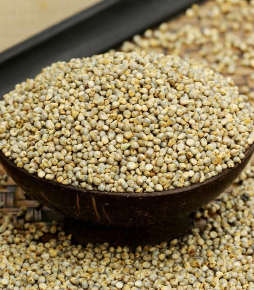 Pearl Millet (Bajra)