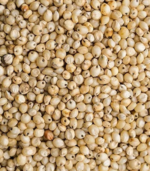 Sorghum (Jowar)